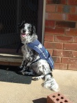 Mum bought me a Million Paws Walk jacket