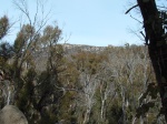 We're heading for the rocky bit right next to the tree on the left